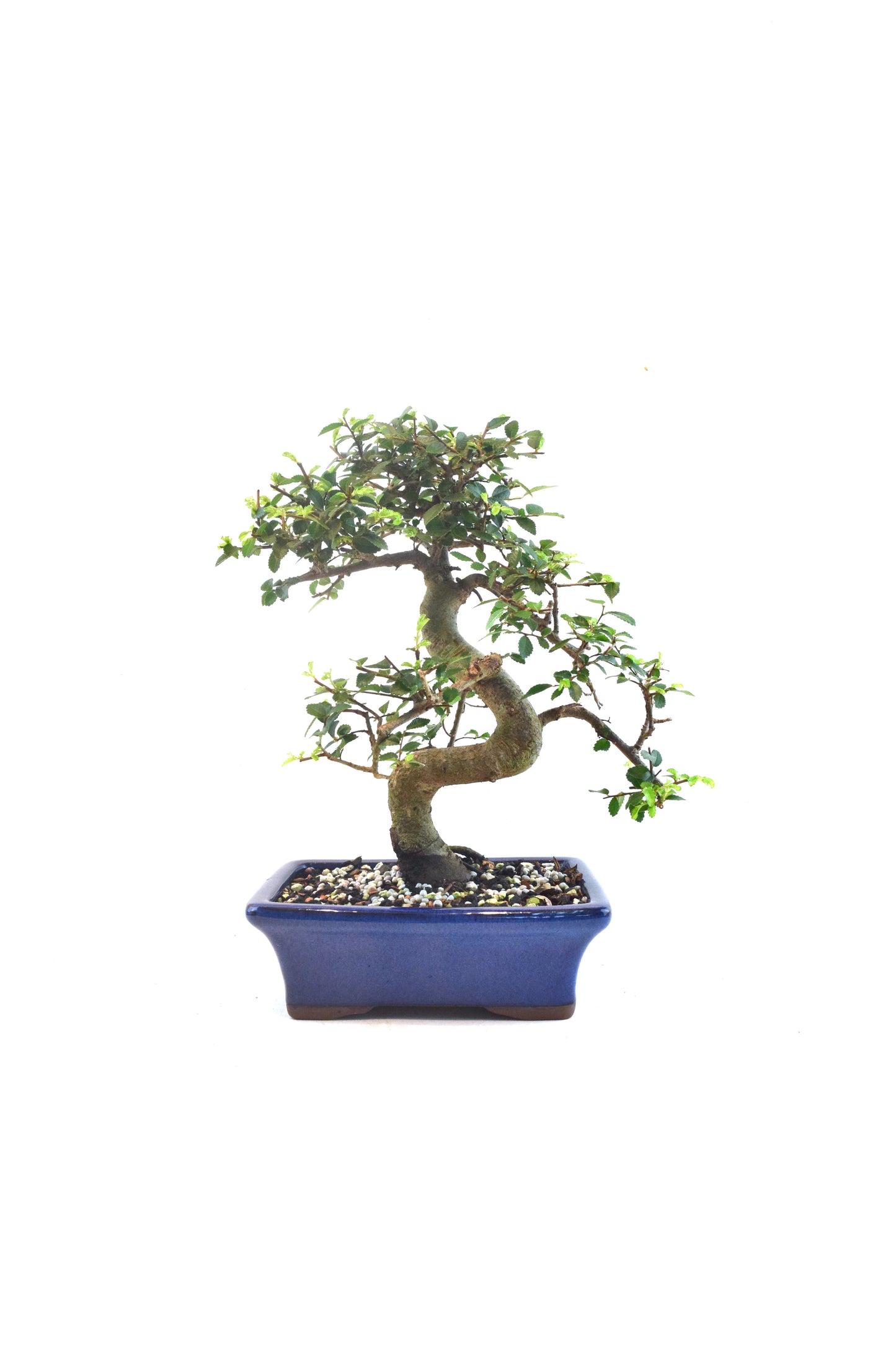 Chinese Elm Bonsai Ceramic 7" Pot - One of a Kind Bonsai