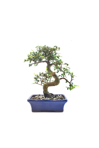 Chinese Elm Bonsai Ceramic 7" Pot - One of a Kind Bonsai