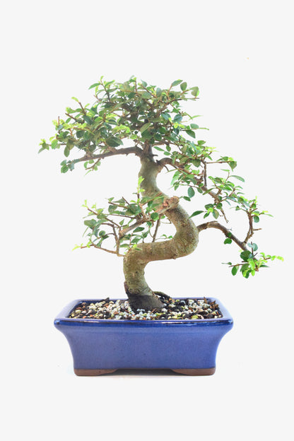 Chinese Elm Bonsai Ceramic 7" Pot - One of a Kind Bonsai