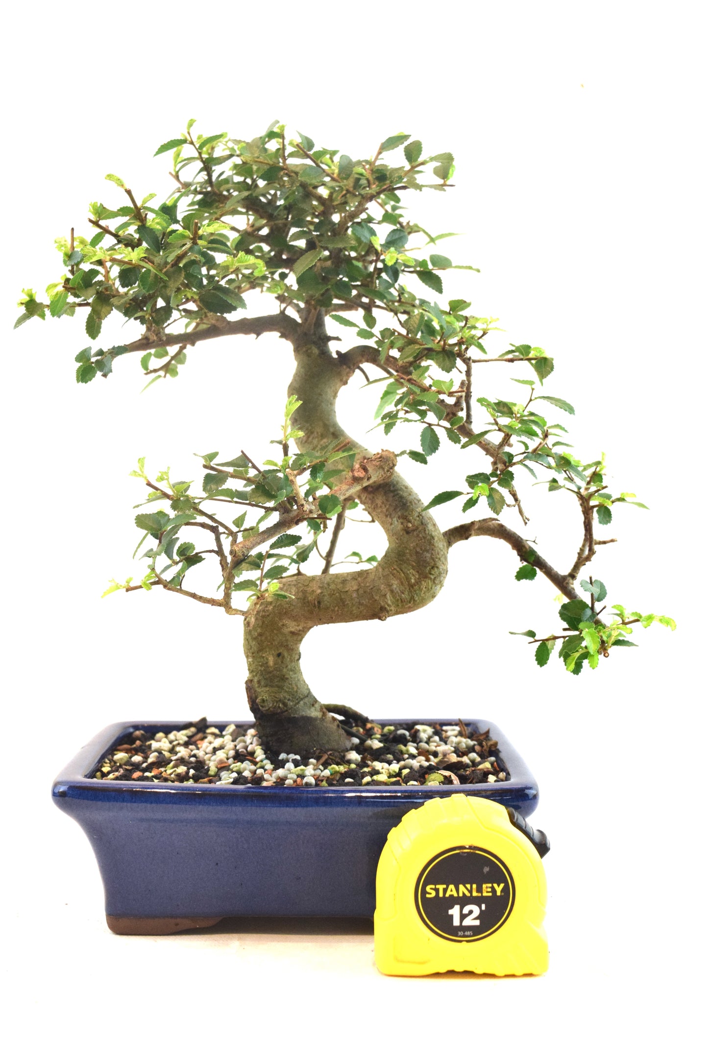 Chinese Elm Bonsai Ceramic 7" Pot - One of a Kind Bonsai