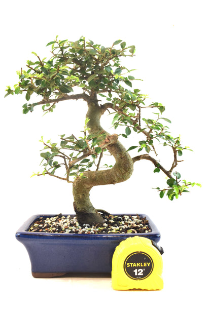 Chinese Elm Bonsai Ceramic 7" Pot - One of a Kind Bonsai