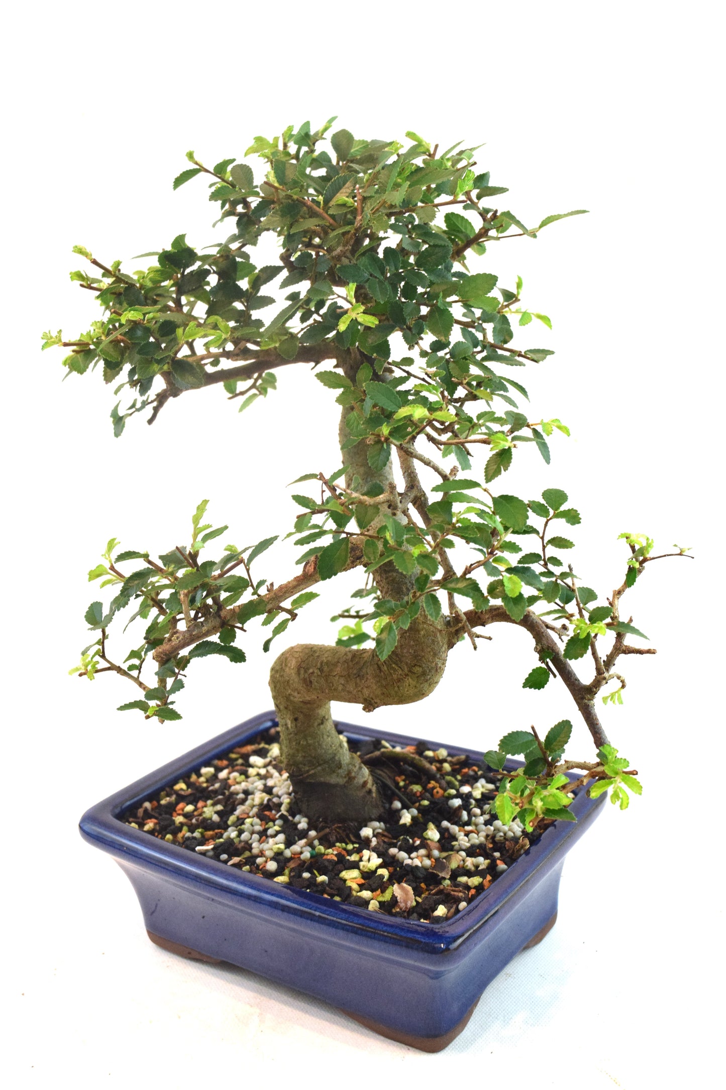 Chinese Elm Bonsai Ceramic 7" Pot - One of a Kind Bonsai