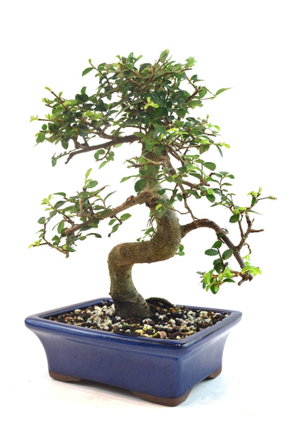Chinese Elm Bonsai Ceramic 7" Pot - One of a Kind Bonsai