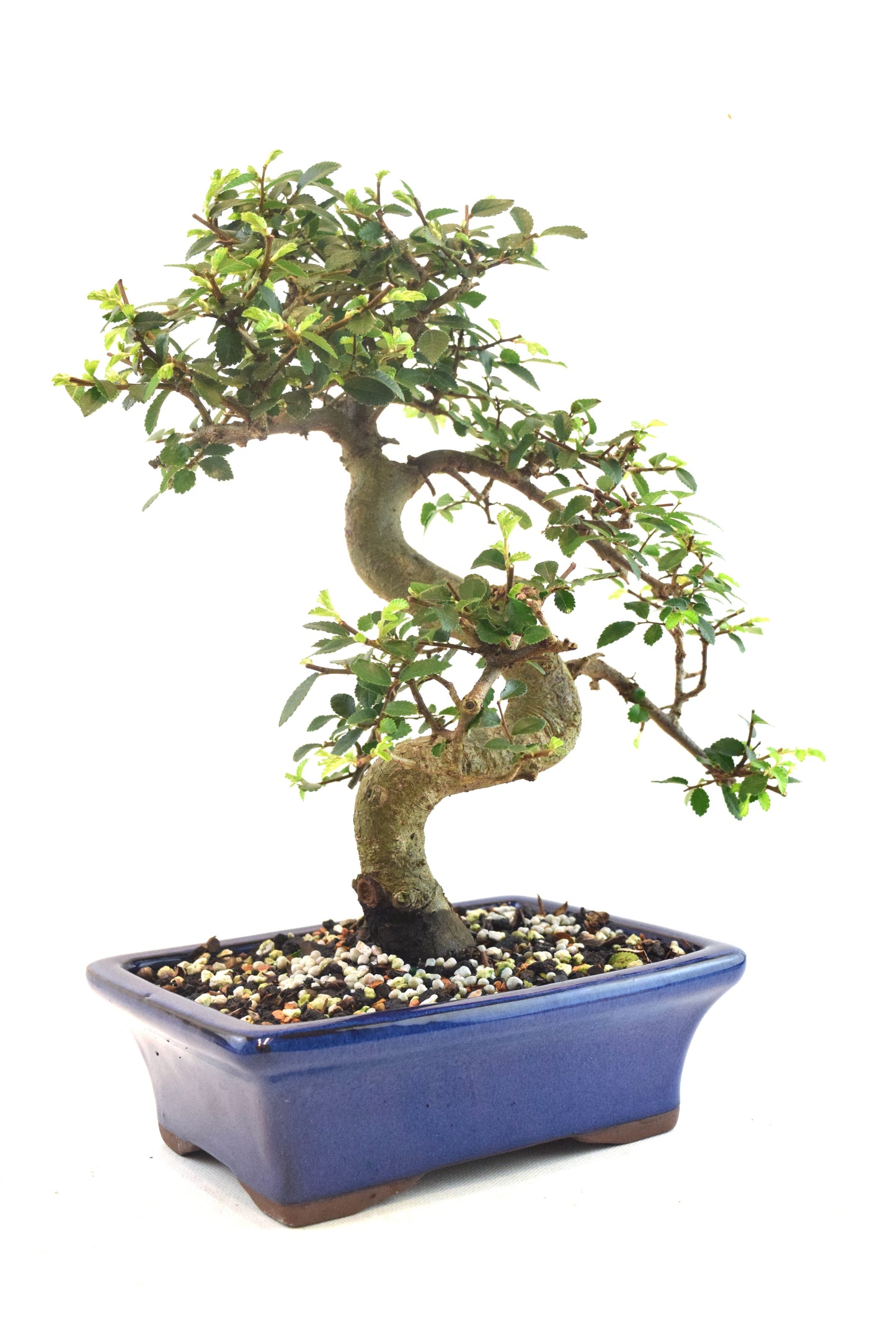 Chinese Elm Bonsai Ceramic 7" Pot - One of a Kind Bonsai
