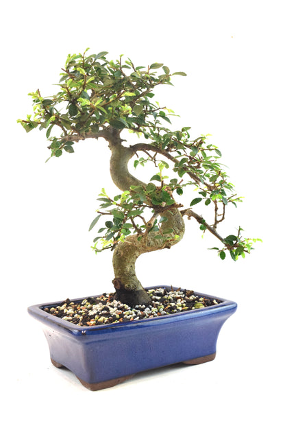 Chinese Elm Bonsai Ceramic 7" Pot - One of a Kind Bonsai