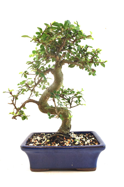 Chinese Elm Bonsai Ceramic 7" Pot - One of a Kind Bonsai
