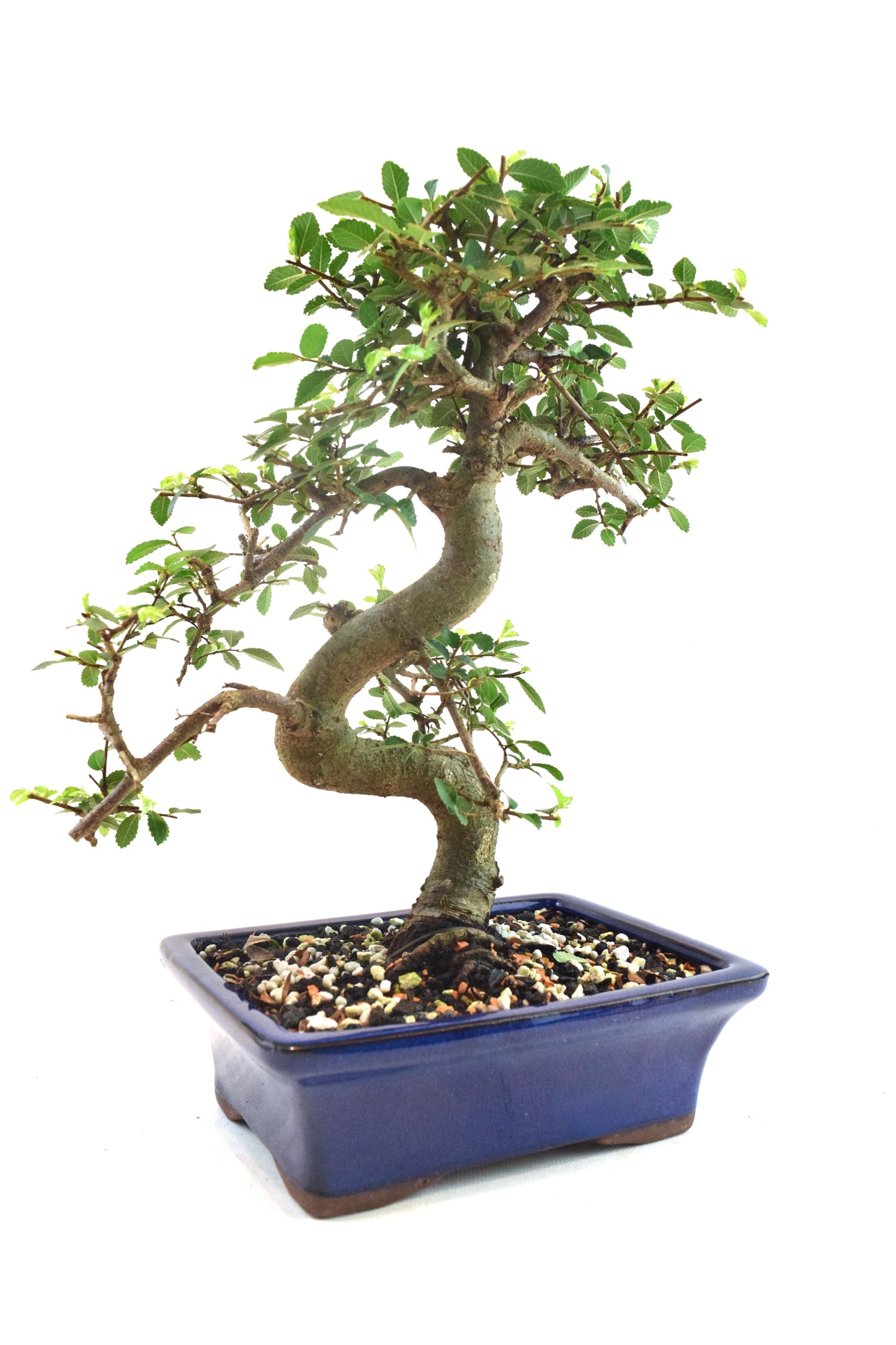 Chinese Elm Bonsai Ceramic 7" Pot - One of a Kind Bonsai