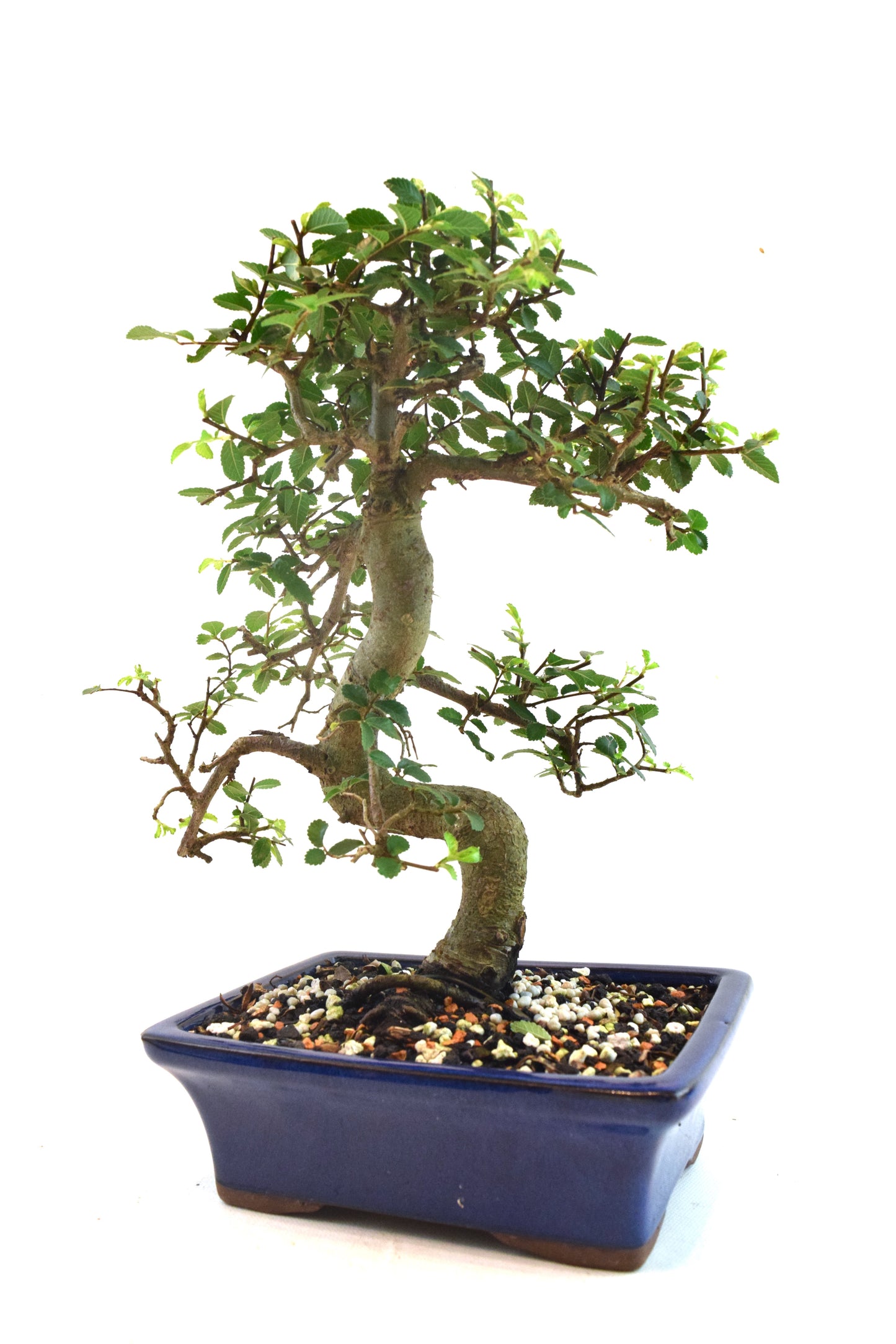 Chinese Elm Bonsai Ceramic 7" Pot - One of a Kind Bonsai