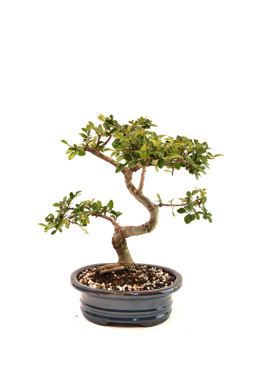 Chinese Elm Imported Bonsai Tree in 7" Ceramic Pot - One of a Kind Bonsai