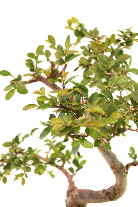 Chinese Elm Imported Bonsai Tree in 7" Ceramic Pot - One of a Kind Bonsai