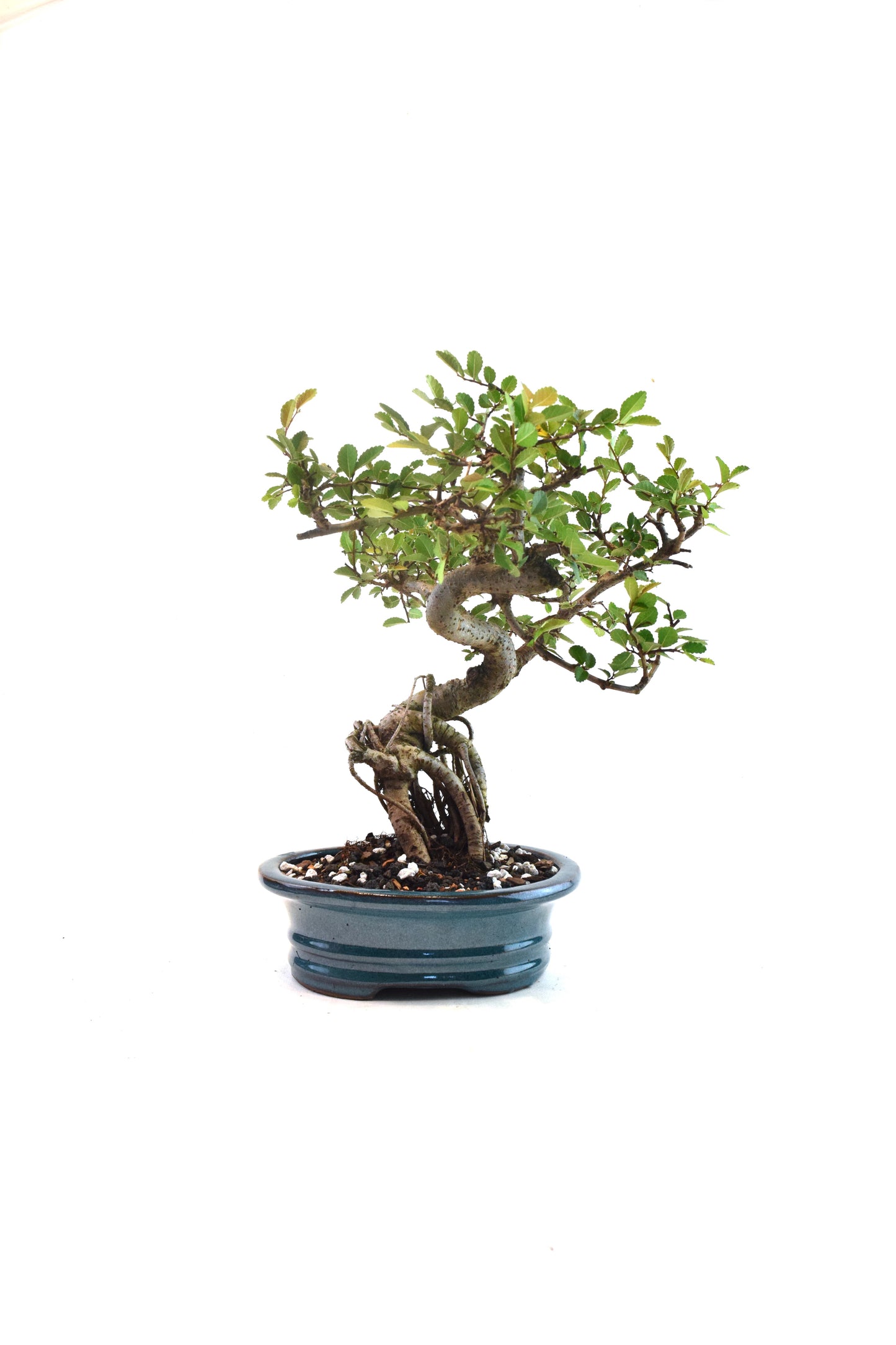 Chinese Elm Bonsai Ceramic 7" Pot - One of a Kind Bonsai