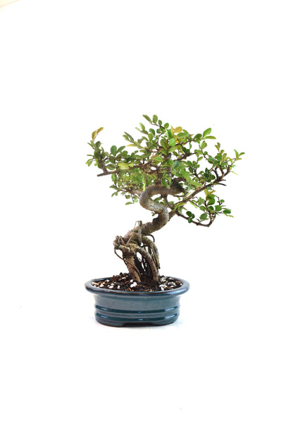 Chinese Elm Bonsai Ceramic 7" Pot - One of a Kind Bonsai