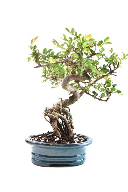 Chinese Elm Bonsai Ceramic 7" Pot - One of a Kind Bonsai