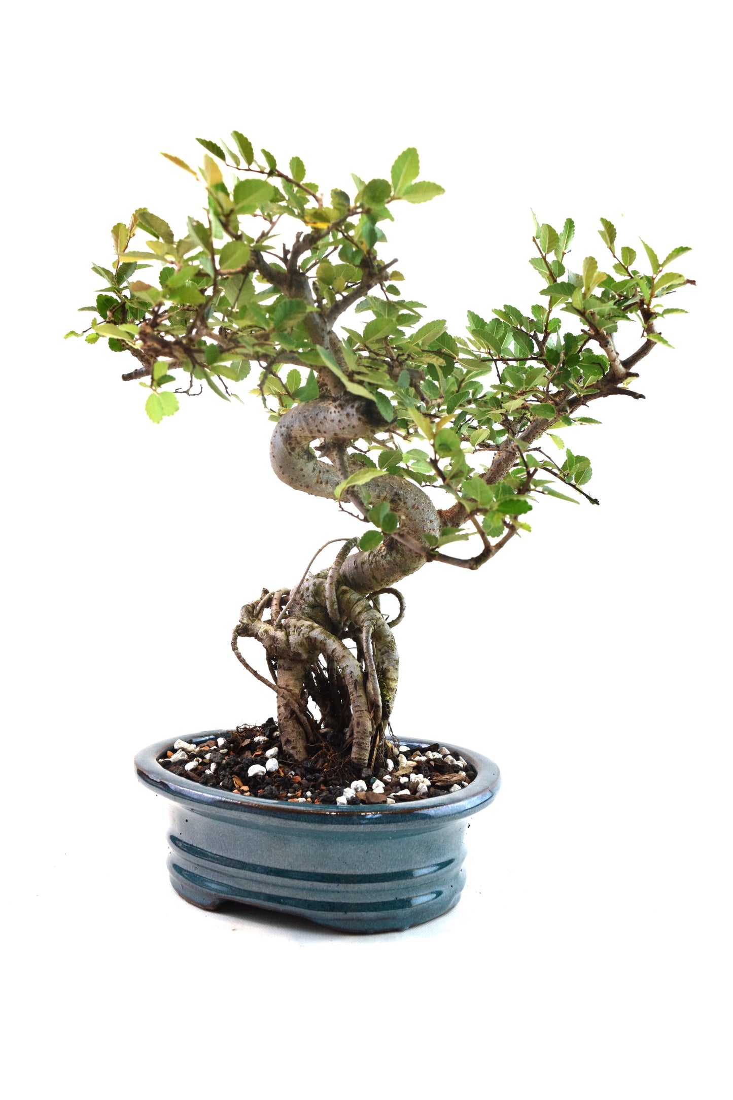 Chinese Elm Bonsai Ceramic 7" Pot - One of a Kind Bonsai
