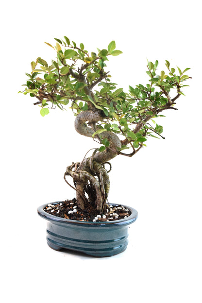 Chinese Elm Bonsai Ceramic 7" Pot - One of a Kind Bonsai