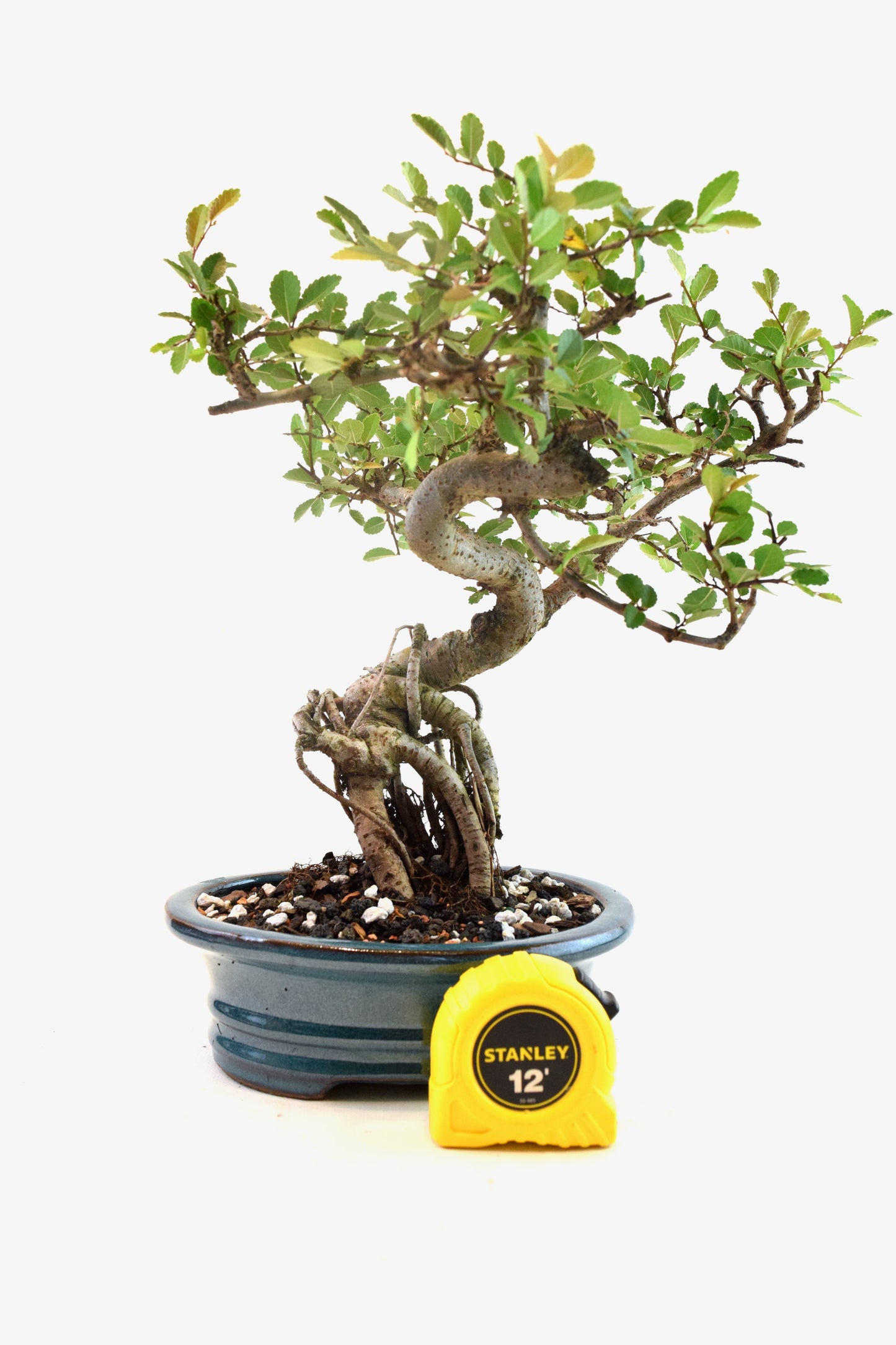 Chinese Elm Bonsai Ceramic 7" Pot - One of a Kind Bonsai