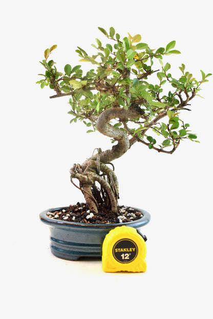 Chinese Elm Bonsai Ceramic 7" Pot - One of a Kind Bonsai