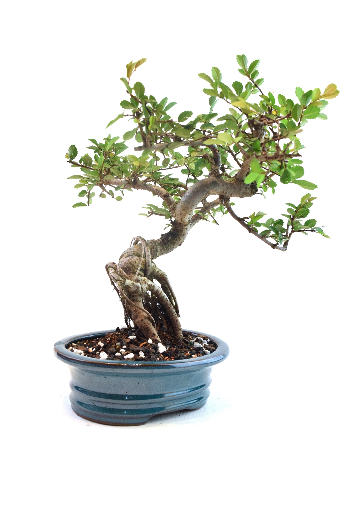 Chinese Elm Bonsai Ceramic 7" Pot - One of a Kind Bonsai