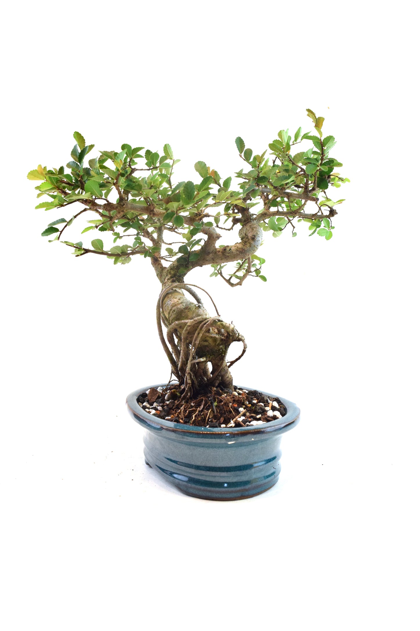 Chinese Elm Bonsai Ceramic 7" Pot - One of a Kind Bonsai