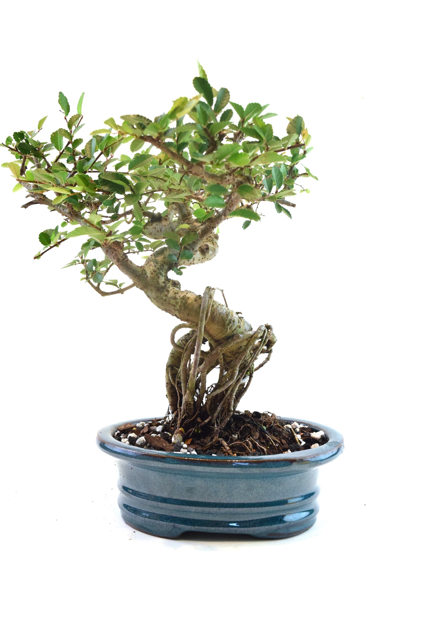 Chinese Elm Bonsai Ceramic 7" Pot - One of a Kind Bonsai