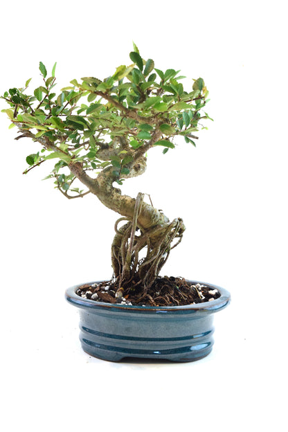Chinese Elm Bonsai Ceramic 7" Pot - One of a Kind Bonsai