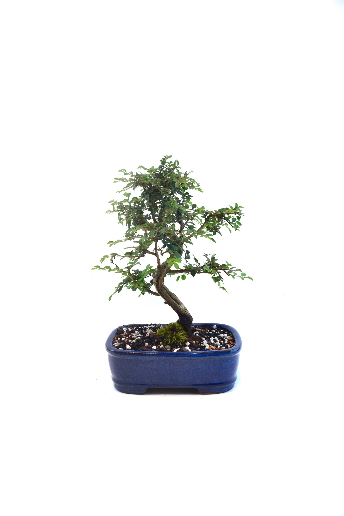 Chinese Elm Bonsai Ceramic 7" Pot - One of a Kind Bonsai