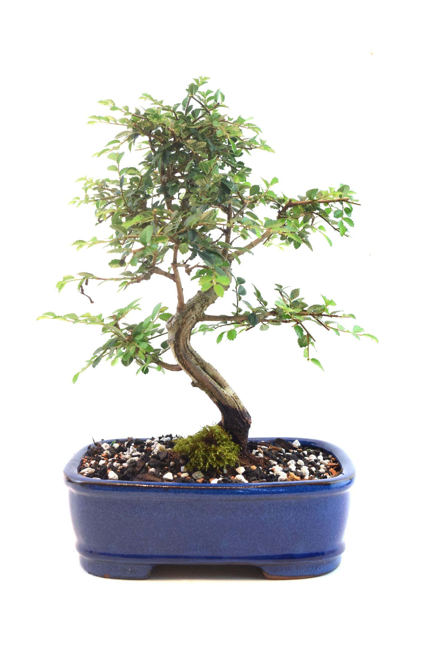 Chinese Elm Bonsai Ceramic 7" Pot - One of a Kind Bonsai