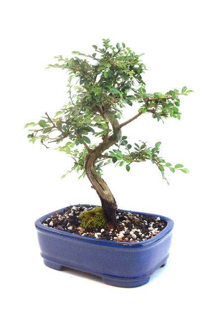 Chinese Elm Bonsai Ceramic 7" Pot - One of a Kind Bonsai