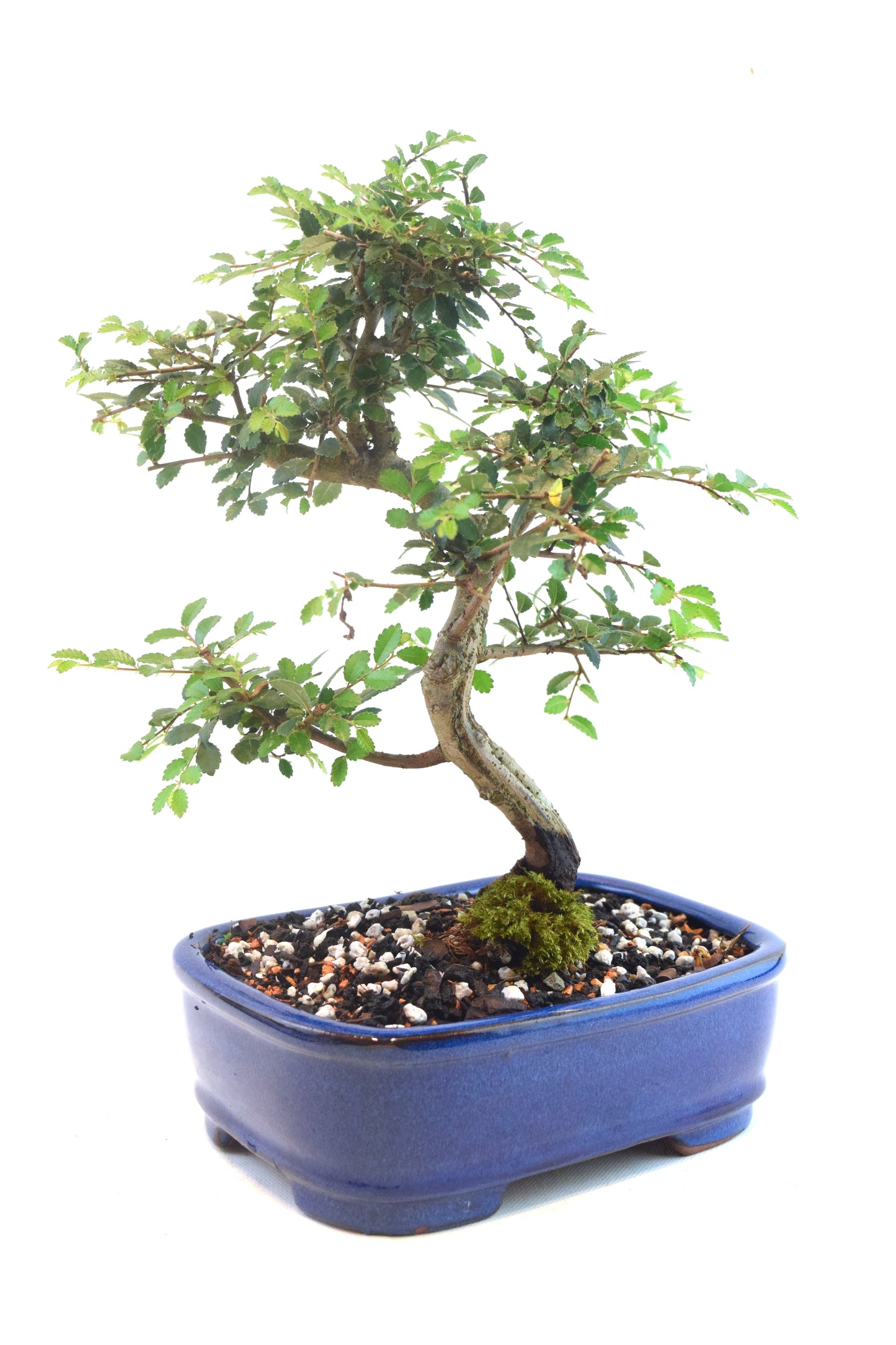 Chinese Elm Bonsai Ceramic 7" Pot - One of a Kind Bonsai