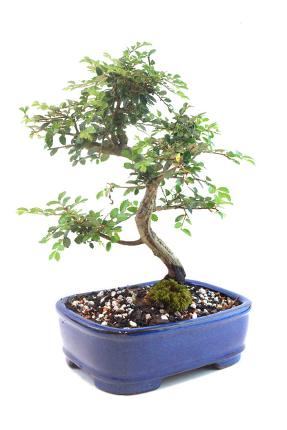 Chinese Elm Bonsai Ceramic 7" Pot - One of a Kind Bonsai