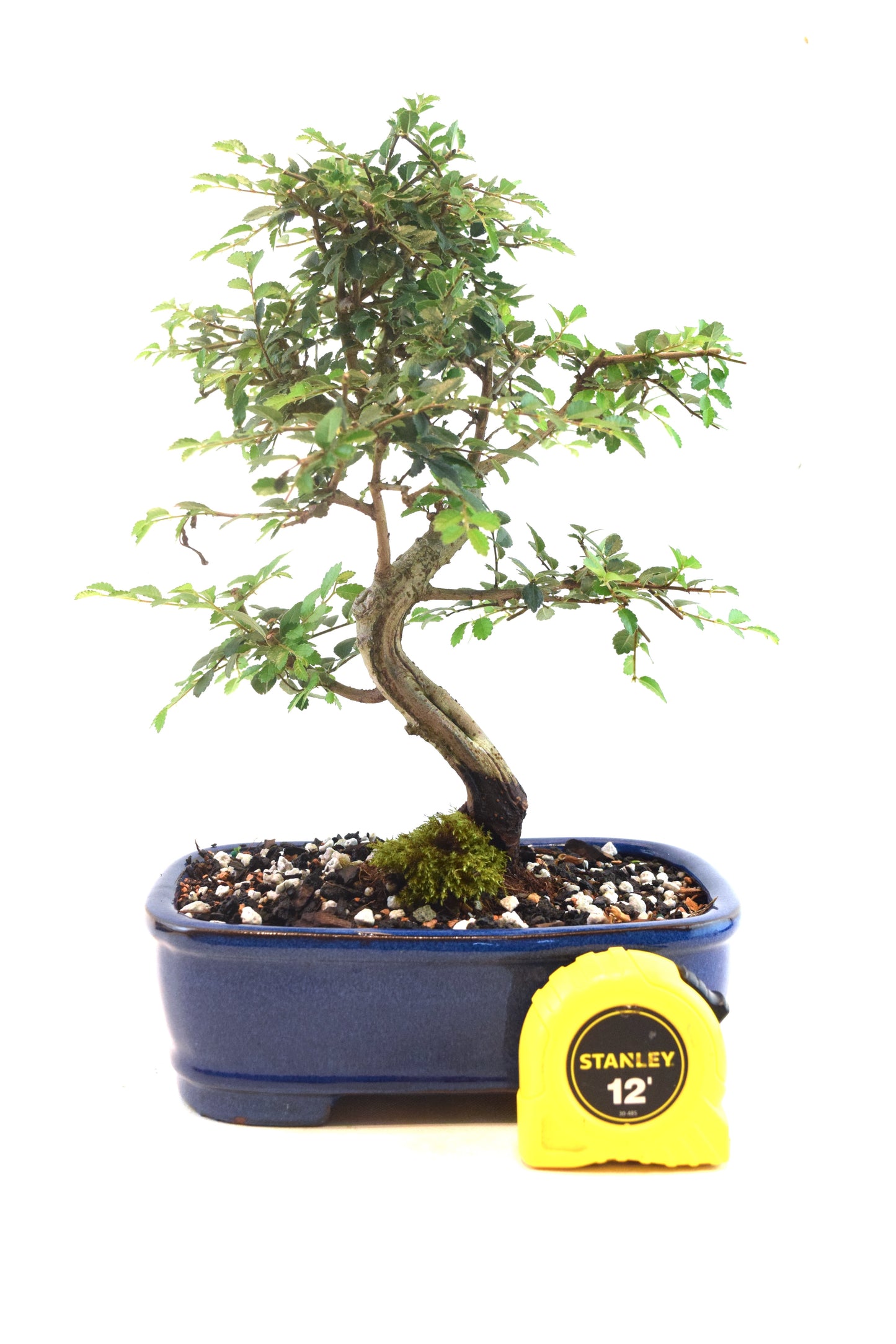 Chinese Elm Bonsai Ceramic 7" Pot - One of a Kind Bonsai