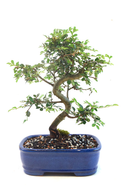 Chinese Elm Bonsai Ceramic 7" Pot - One of a Kind Bonsai