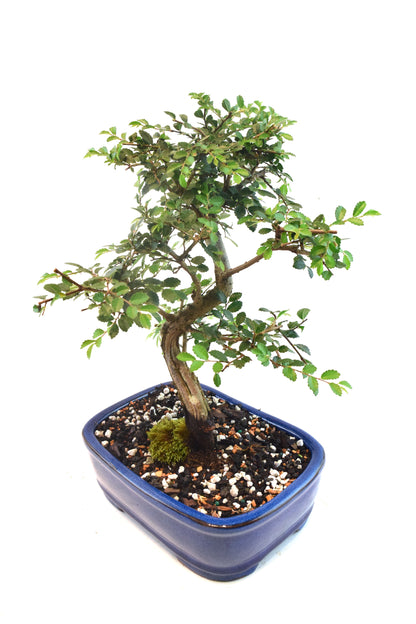 Chinese Elm Bonsai Ceramic 7" Pot - One of a Kind Bonsai