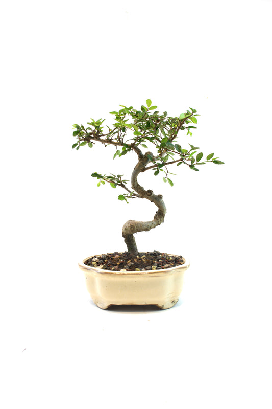 Chinese Elm Bonsai Tree in 7" Pot - One of a Kind Bonsai
