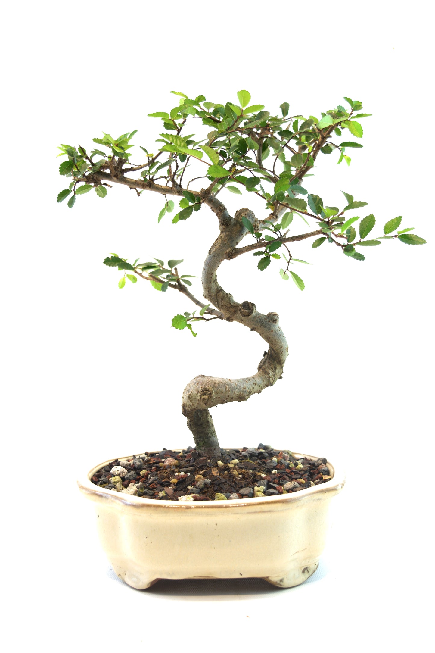 Chinese Elm Bonsai Tree in 7" Pot - One of a Kind Bonsai