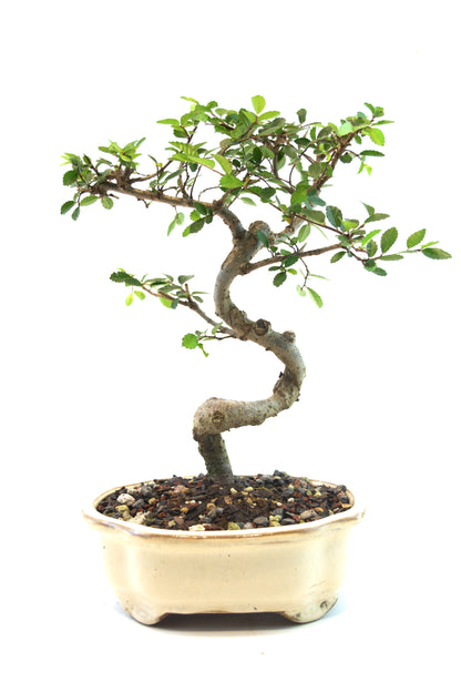 Chinese Elm Bonsai Tree in 7" Pot - One of a Kind Bonsai