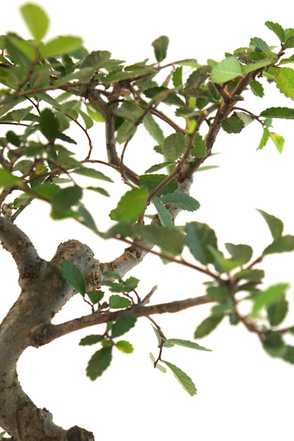 Chinese Elm Bonsai Tree in 7" Pot - One of a Kind Bonsai