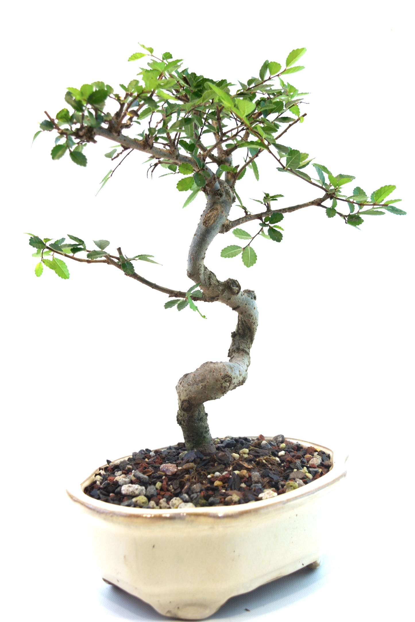 Chinese Elm Bonsai Tree in 7" Pot - One of a Kind Bonsai