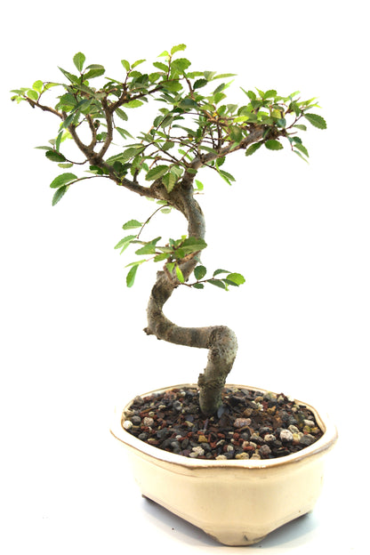 Chinese Elm Bonsai Tree in 7" Pot - One of a Kind Bonsai