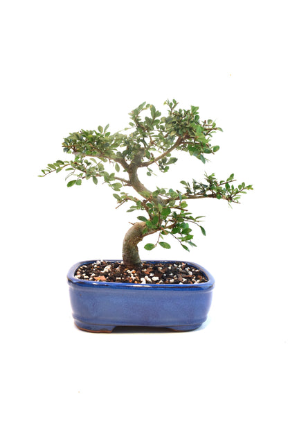 Chinese Elm Imported Bonsai Tree in 8" Ceramic Pot - One of a Kind Bonsai