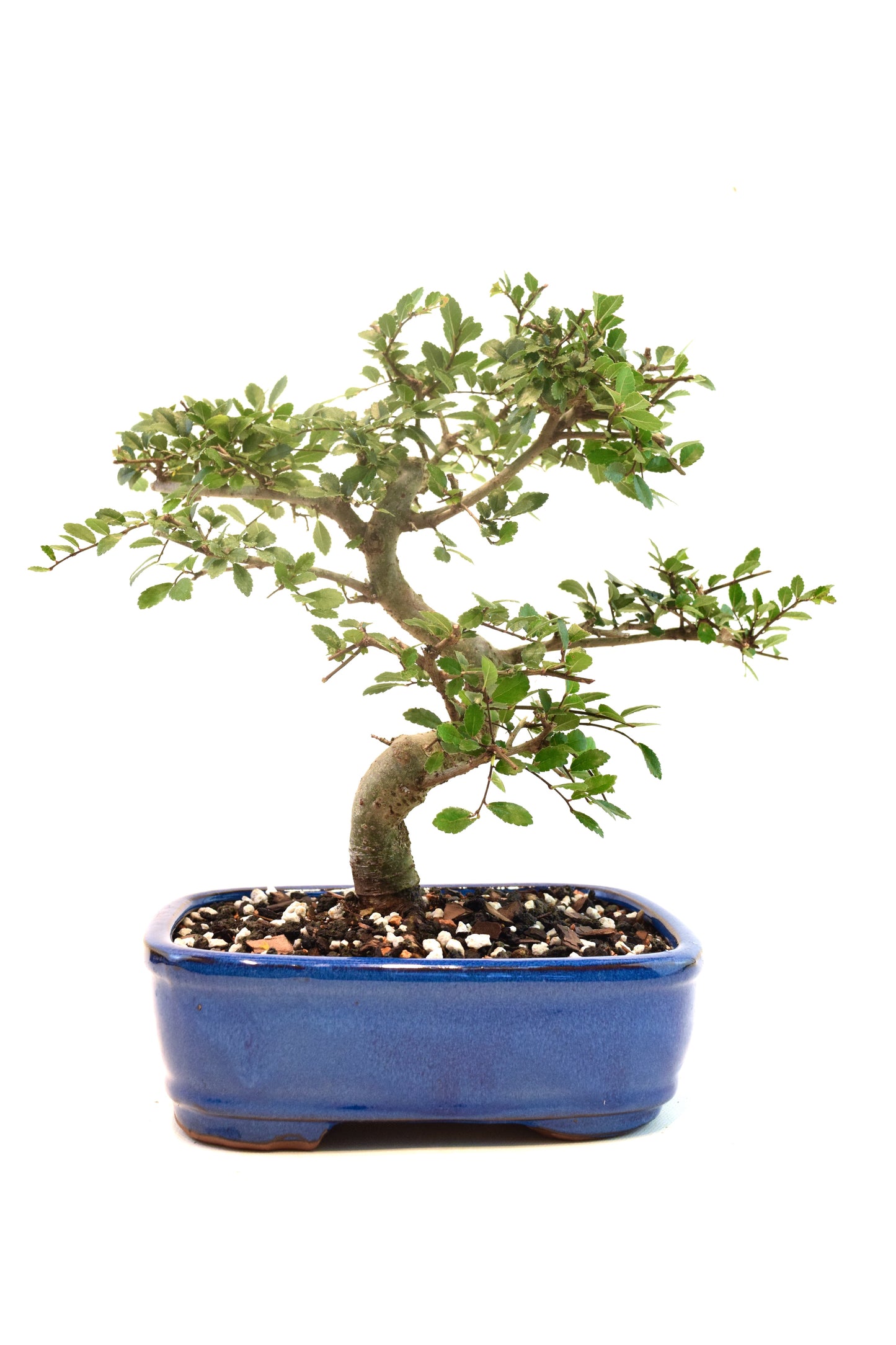 Chinese Elm Imported Bonsai Tree in 8" Ceramic Pot - One of a Kind Bonsai