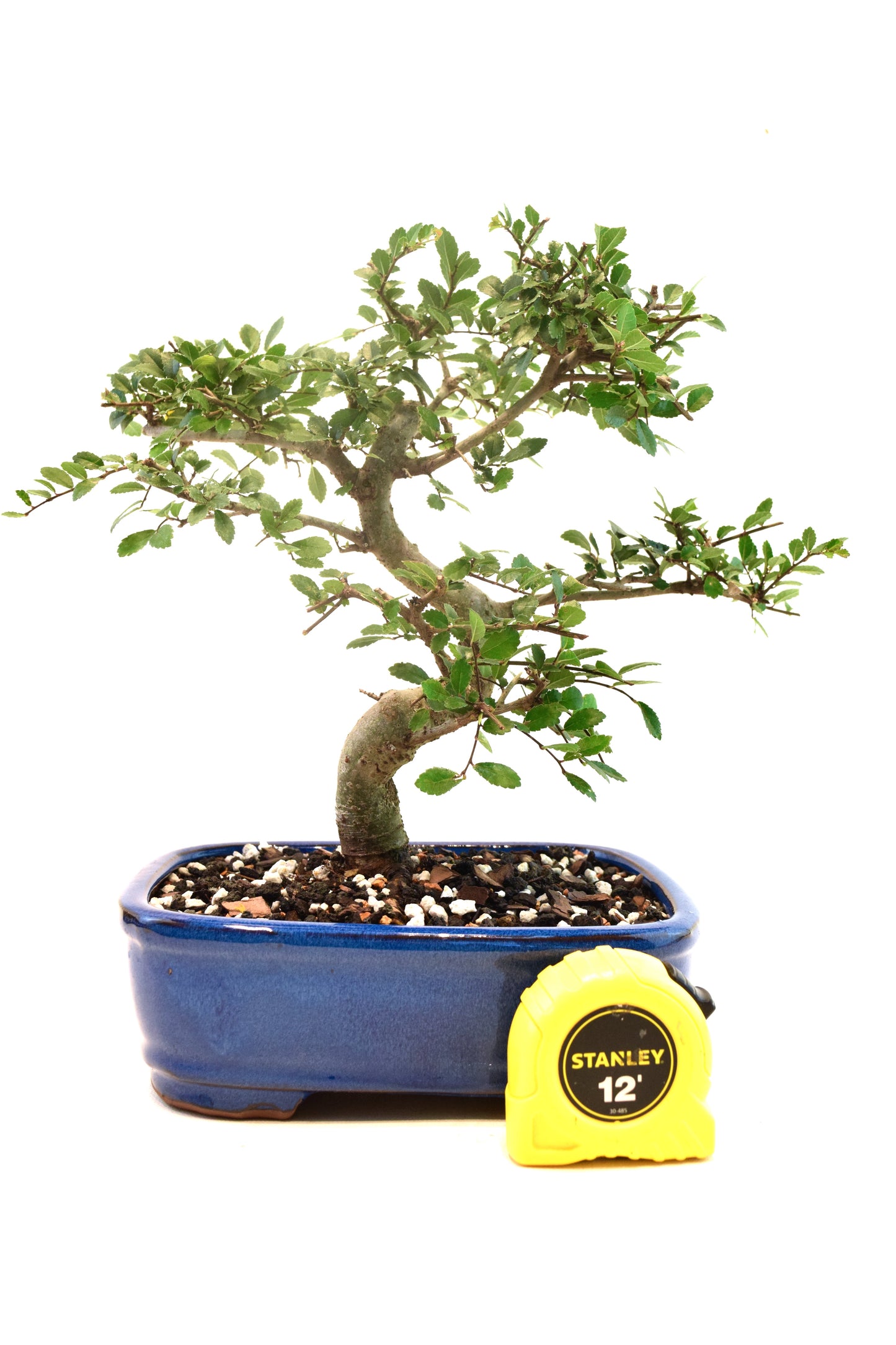 Chinese Elm Imported Bonsai Tree in 8" Ceramic Pot - One of a Kind Bonsai