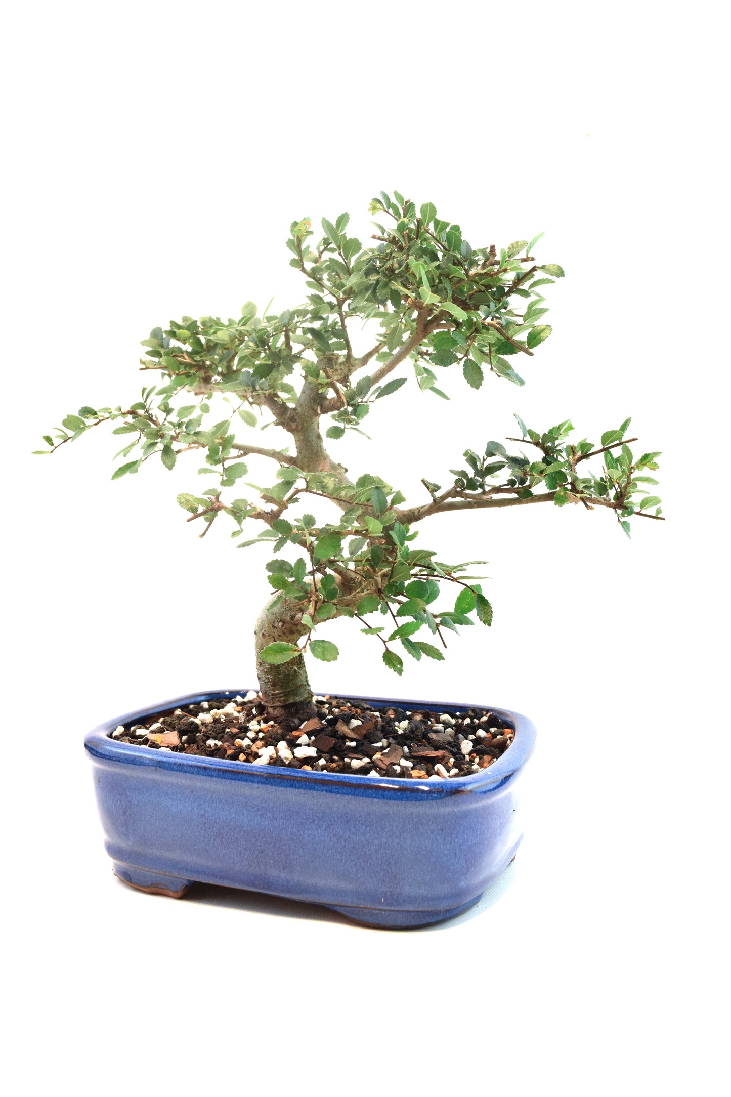 Chinese Elm Imported Bonsai Tree in 8" Ceramic Pot - One of a Kind Bonsai