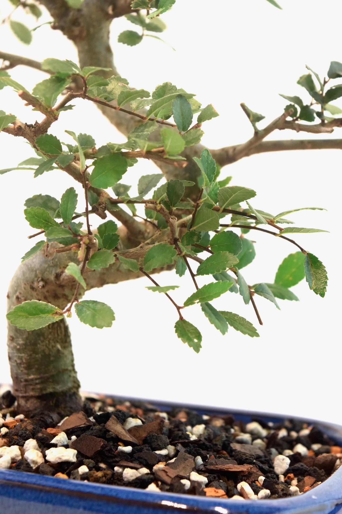 Chinese Elm Imported Bonsai Tree in 8" Ceramic Pot - One of a Kind Bonsai