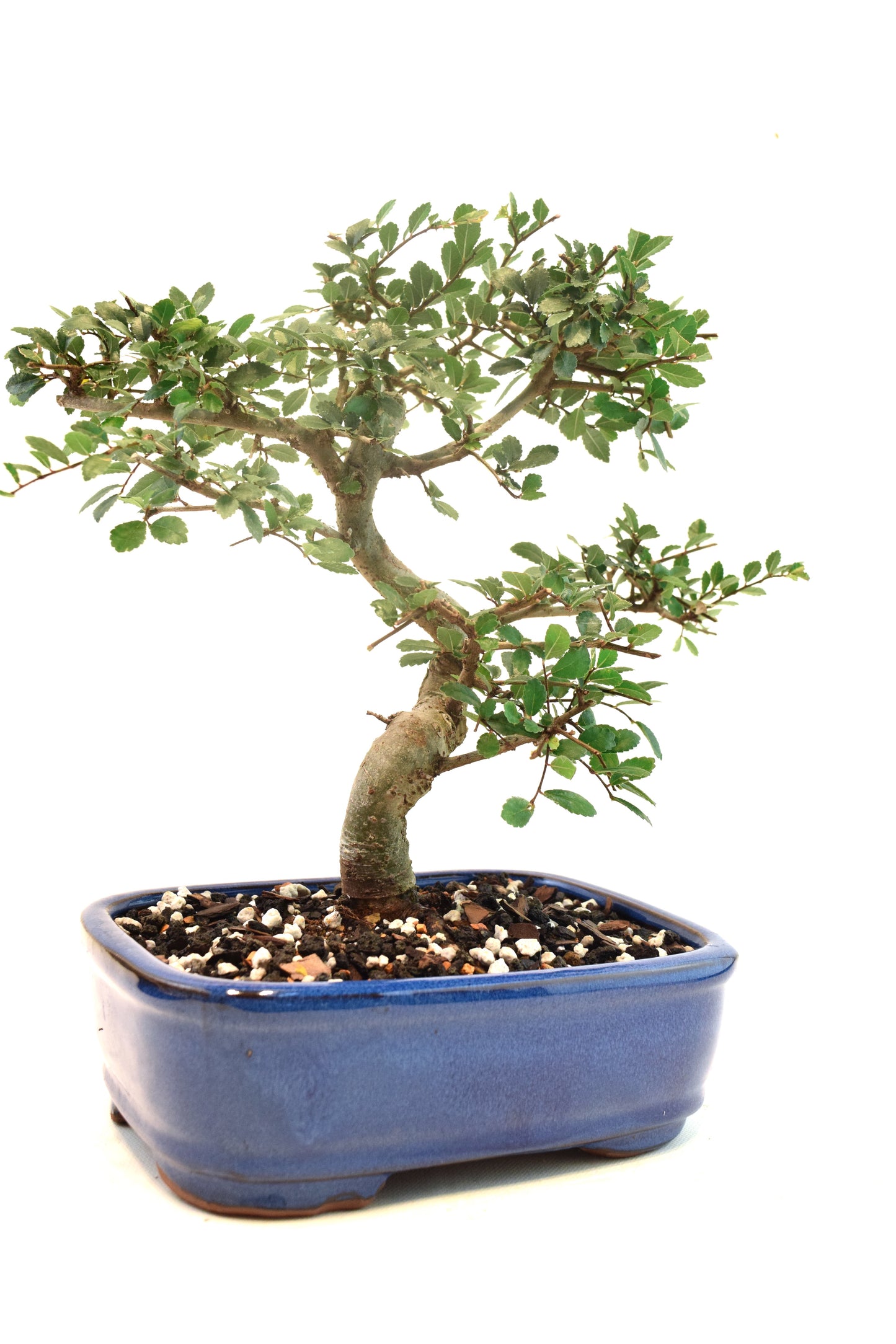Chinese Elm Imported Bonsai Tree in 8" Ceramic Pot - One of a Kind Bonsai