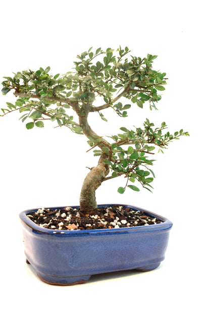 Chinese Elm Imported Bonsai Tree in 8" Ceramic Pot - One of a Kind Bonsai