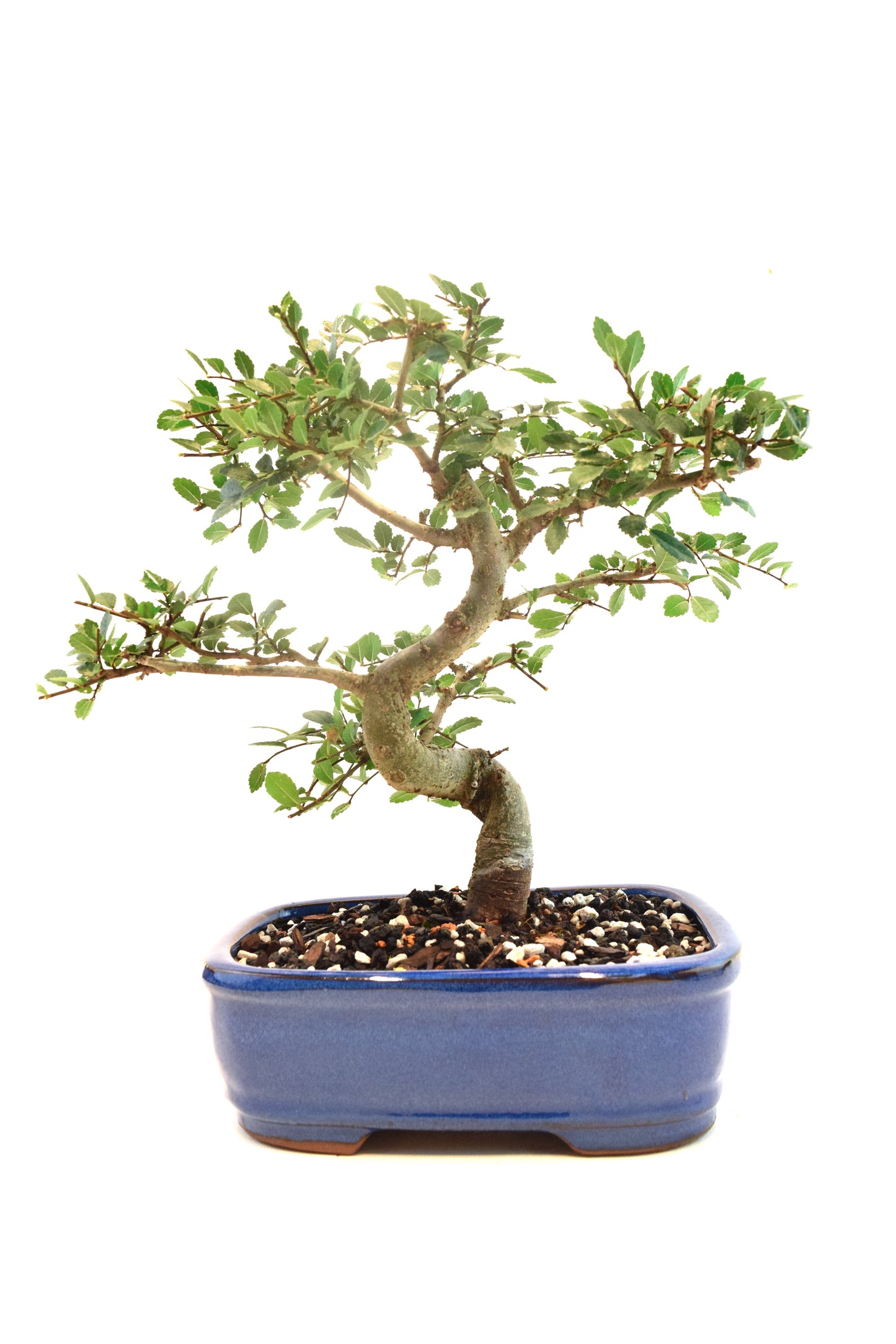 Chinese Elm Imported Bonsai Tree in 8" Ceramic Pot - One of a Kind Bonsai