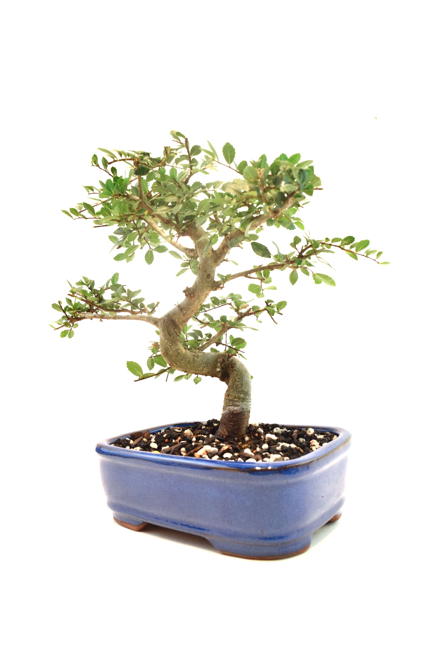 Chinese Elm Imported Bonsai Tree in 8" Ceramic Pot - One of a Kind Bonsai