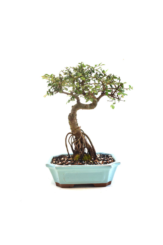 Chinese Elm Bonsai Ceramic 8" Pot - One of a Kind Bonsai
