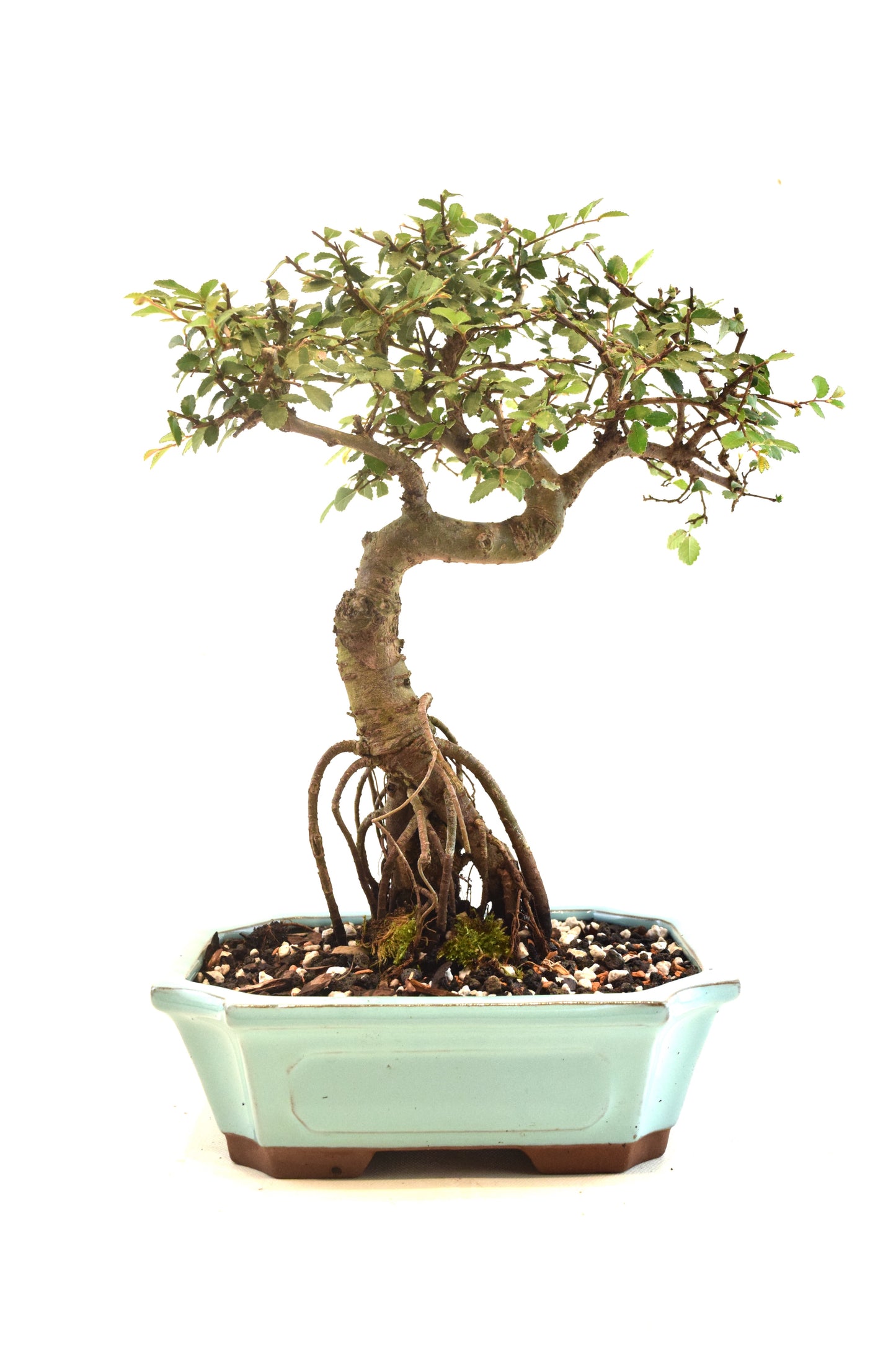 Chinese Elm Bonsai Ceramic 8" Pot - One of a Kind Bonsai